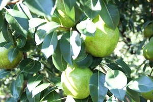 シルバーベル 洋梨 ラフランス 産直 お取り寄せ 山形