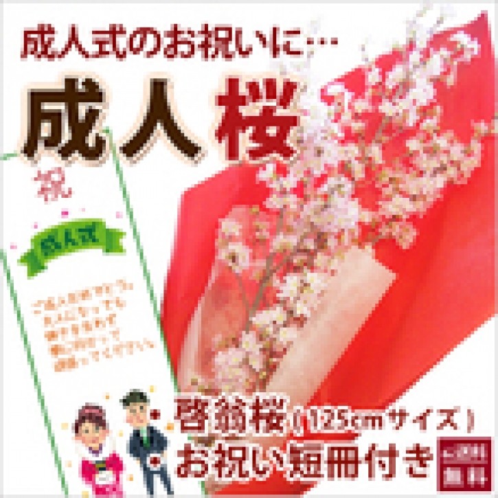 山形の啓翁桜 成人の日に届く豪快に飾れるロングサイズ125cm