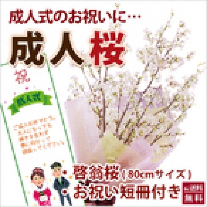 山形の啓翁桜 成人の日に届く 気軽に飾れるサイズ80cm啓翁桜