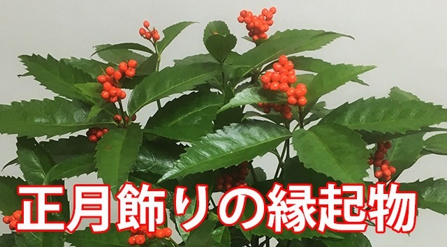 千両 送料無料 鉢植え 正月飾り お歳暮