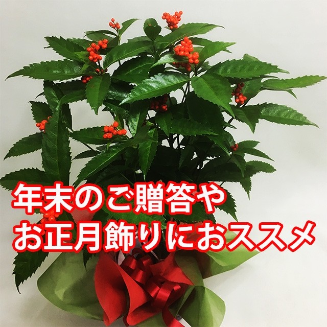 千両 せんりょう 鉢植えの花 鉢植えギフト お正月飾り 金運縁起物 Senryou1 花ギフト山形産果物野菜花樹有 通販 Yahoo ショッピング