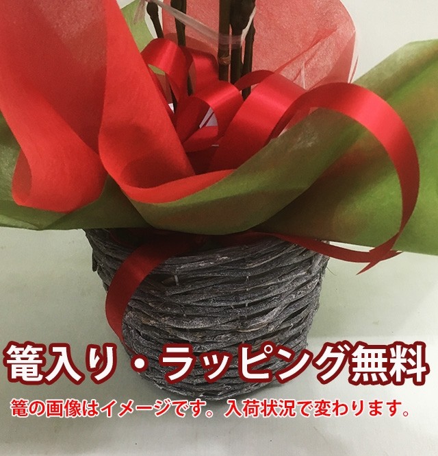 千両 送料無料 鉢植え 正月飾り お歳暮