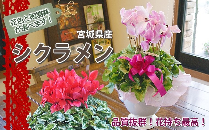 色が選べる シクラメン陶器鉢セット ５寸 :t-skrmn:花ギフト山形産果物野菜花樹有 - 通販 - Yahoo!ショッピング