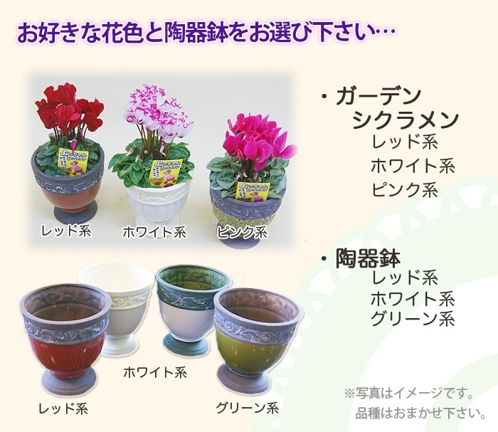 色が選べる ガーデンシクラメン 陶器鉢セット :g-skrmn-t:花ギフト山形産果物野菜花樹有 - 通販 - Yahoo!ショッピング