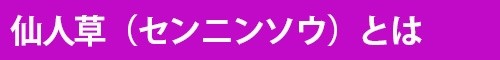 クレマチス 仙人草 センニンソウ せんにんそう