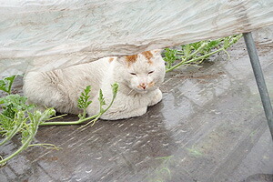山形県村山市　袖崎の小玉スイカ　ひとりじめ　ネット通販花屋　花樹有（かじゅある）　