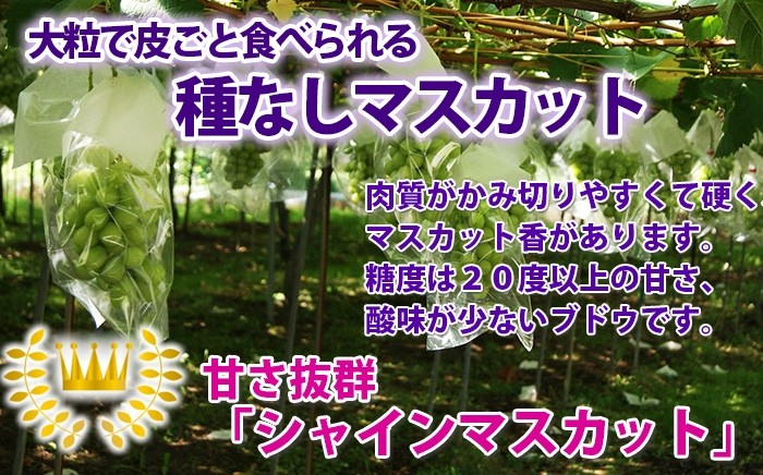 シャインマスカット　説明