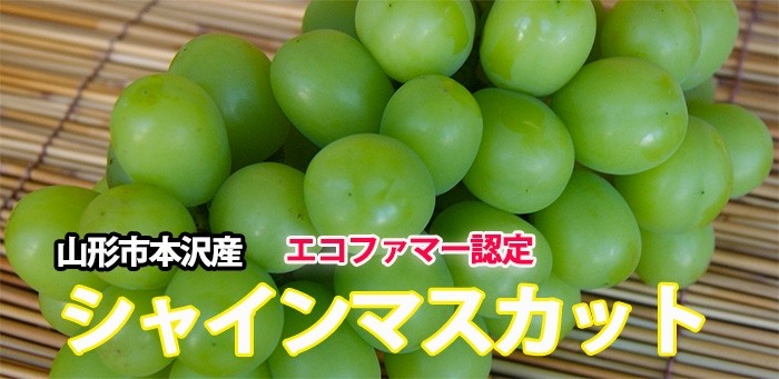 シャインマスカット　ファーストビュー