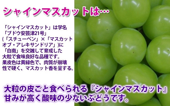 シャインマスカット　とは