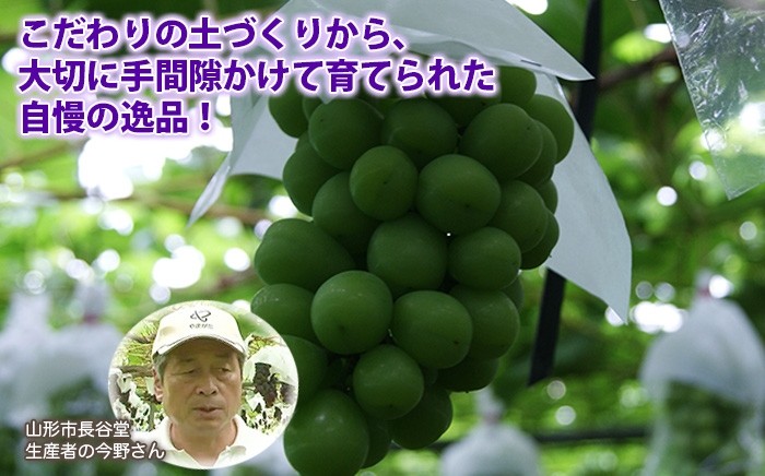 シャインマスカット　生産者