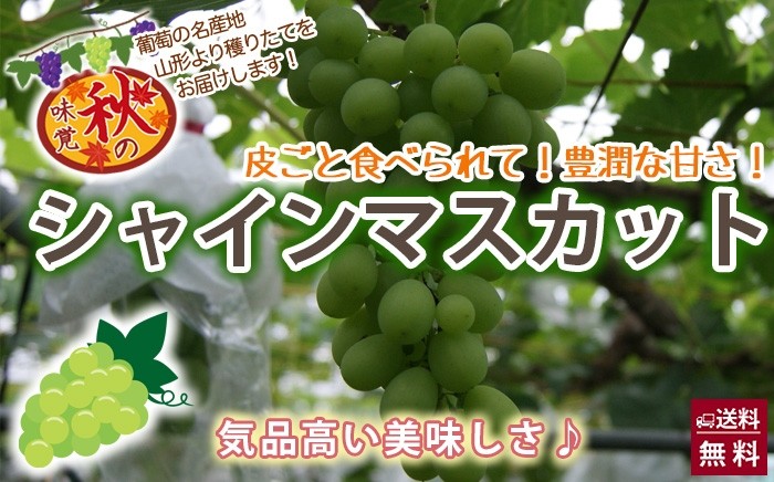 シャインマスカット　加藤農園　山形県天童市