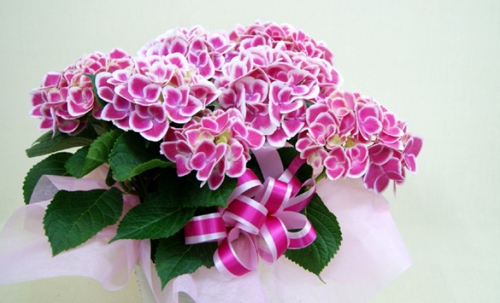 紫陽花アジサイ チボリ 鉢植え インテリアグリーン 送料無料 ネット通販花屋花樹有(かじゅある )