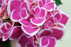 紫陽花アジサイ チボリ 鉢植え インテリアグリーン 送料無料 ネット通販花屋花樹有(かじゅある )