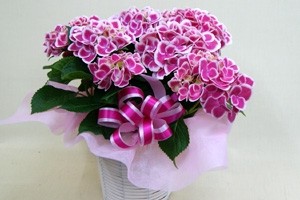 紫陽花アジサイ チボリ 鉢植え インテリアグリーン 送料無料 ネット通販花屋花樹有(かじゅある )