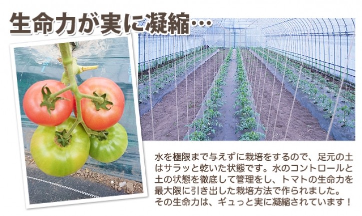 トマト　りんか