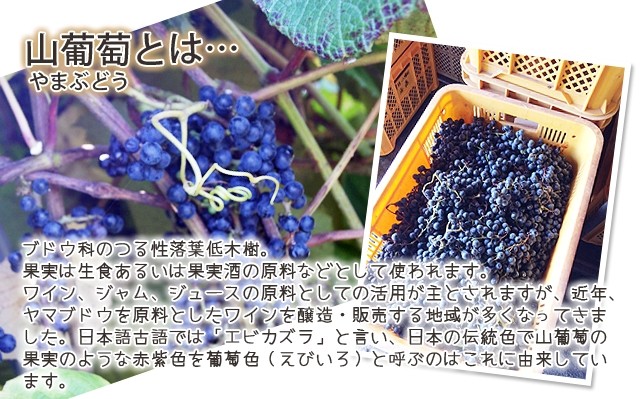葡萄ジュース 山形産 山ぶどう液 100% 550ml 贈答用 こだわりの