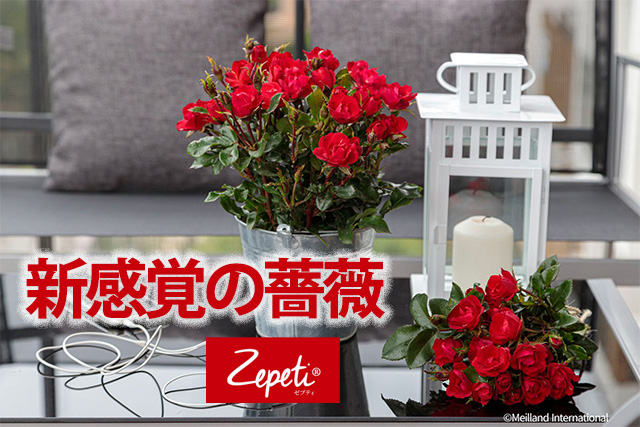 インドアローズ ゼプティー 鉢植え 花鉢 ミニバラ 室内向け ギフト 愛妻の日 バレンタイン ホワイトデー 母の日 敬老の日