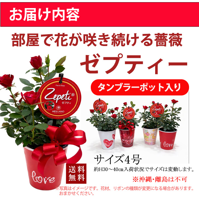 インドアローズ ゼプティー 鉢植え 花鉢 室内管理 育てやすい