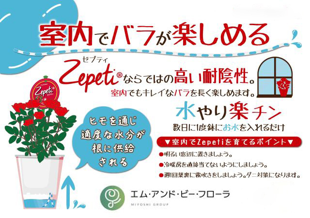 インドアローズ ゼプティー 鉢植え 花鉢 コンパクト ミニバラ 室内栽培 愛妻の日 バレンタイン