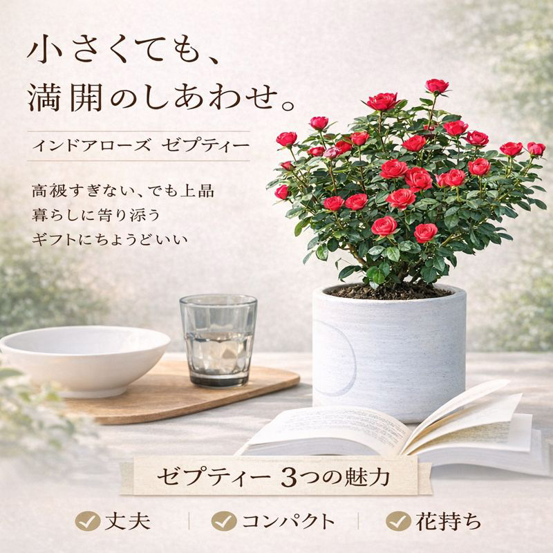 インドアローズ ゼプティー 鉢植え 花鉢 丈夫 育てやすい 初心者向け 母の日 敬老の日