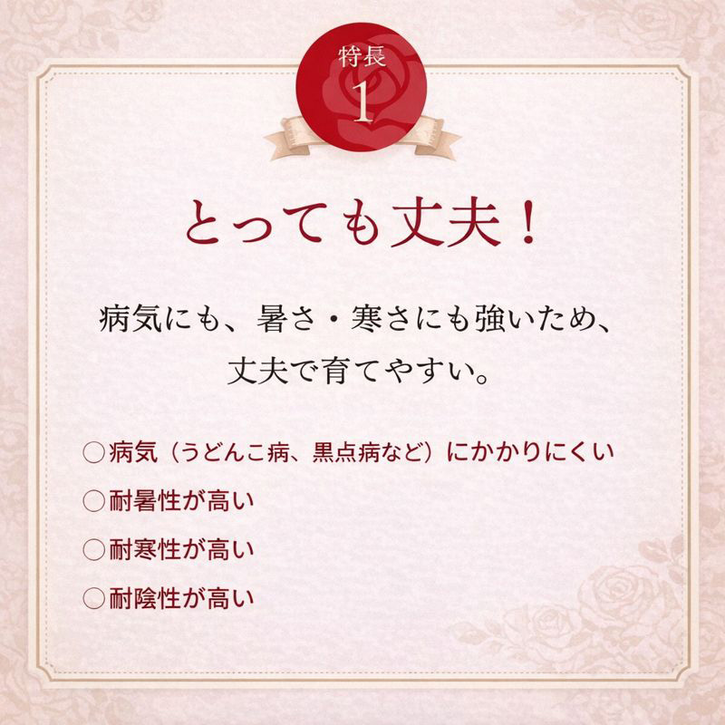 インドアローズ ゼプティー 鉢植え 花鉢 花持ち 長く楽しめる バレンタイン ホワイトデー