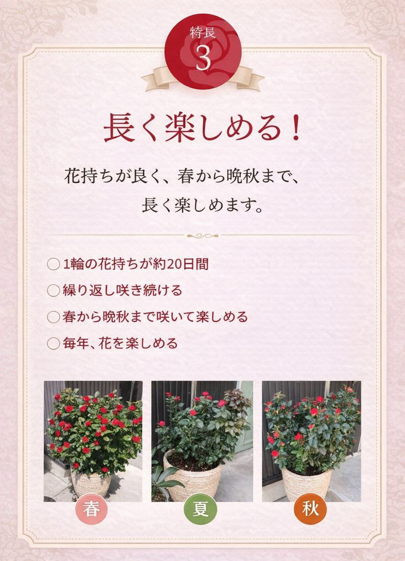 インドアローズ ゼプティー 鉢植え 花鉢 上品 和洋 インテリア 母の日