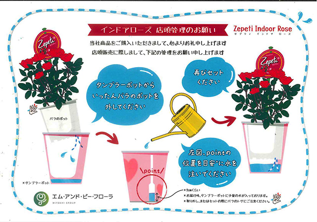 インドアローズ ゼプティー 鉢植え 花鉢 ギフト 誕生日 結婚記念日 送別