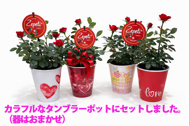 インドアローズ ゼプティー 鉢植え 花鉢 ギフト 愛妻の日 バレンタイン ホワイトデー 母の日 敬老の日