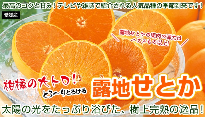露地せとか