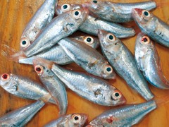 宇和島じゃこ天