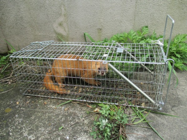 捕獲器ジャンボIT-2（RB1） 前後の扉が開きます！オリ ワナ 罠