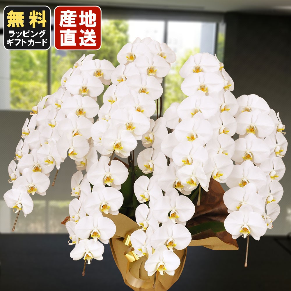 白葬儀お供え１回忌ギフトオープン大輪7本立ち77輪以上葬式スタンド胡蝶蘭仏事胡蝶蘭ハレノ広場の胡蝶蘭法事献花内祝いお祝い会社設立大輪7本立ち77輪以上