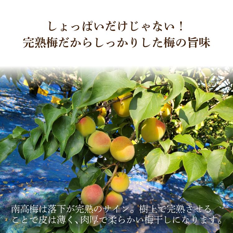 完熟梅