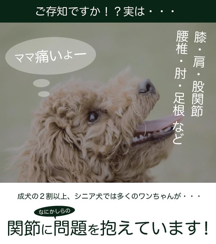 成犬の2割以上が関節になにかしらの問題を抱えています！