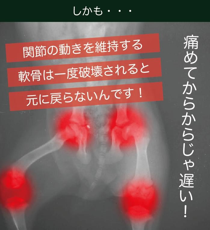 関節の動きを維持する軟骨は、一度破壊されると元に戻らないんです！