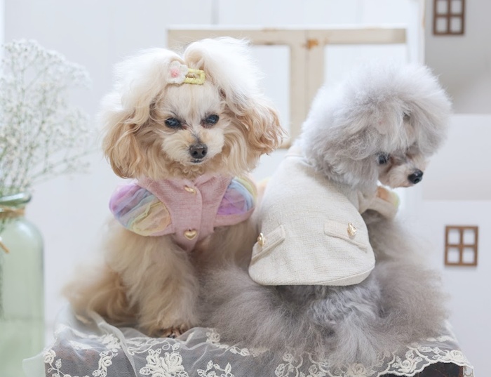 kamakuradog（鎌倉DOG） ラメツイードジャケット 犬の服 : 鎌倉DOG