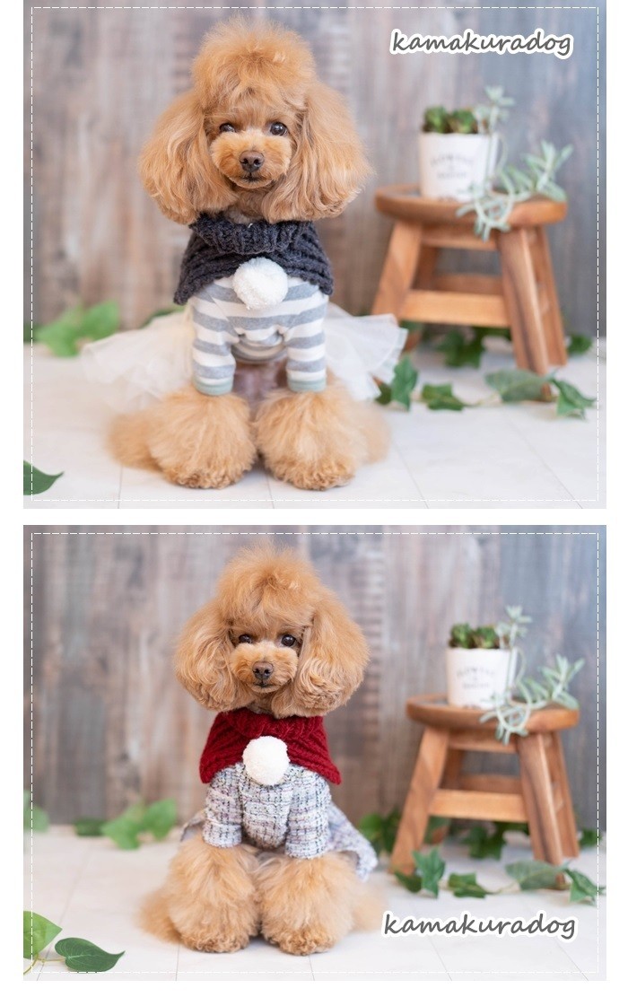 ☆専用☆〖美品〗テレサカンビ スヌード 犬 ネックウォーマー ベージュ 完売 kamakuradog ハンドメイドネックウォーマー 犬用スヌード : 鎌倉