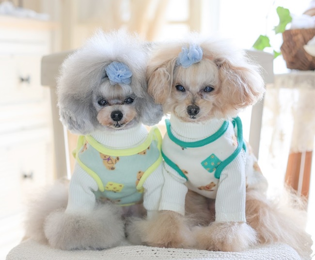 くま様♡ 専用ページです♡ 犬服　ハンドメイド kamakuradog ふんわりくまさんベスト 犬の服 : 鎌倉DOG Yahoo!店