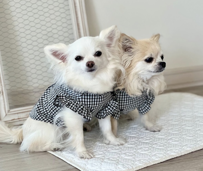 kamakuradog（鎌倉DOG） フリルカラーブラウス 犬の服 : 鎌倉DOG Yahoo