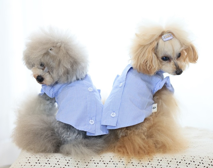 kamakuradog（鎌倉DOG） フリルカラーブラウス 犬の服 : 鎌倉DOG Yahoo