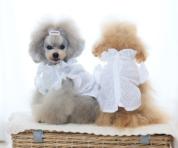 kamakuradog（鎌倉DOG） フリルカラーブラウス 犬の服 : 鎌倉DOG Yahoo