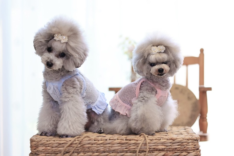 kamakuradog（鎌倉DOG） メッシュフラワーショート丈キャミワンピ 犬服