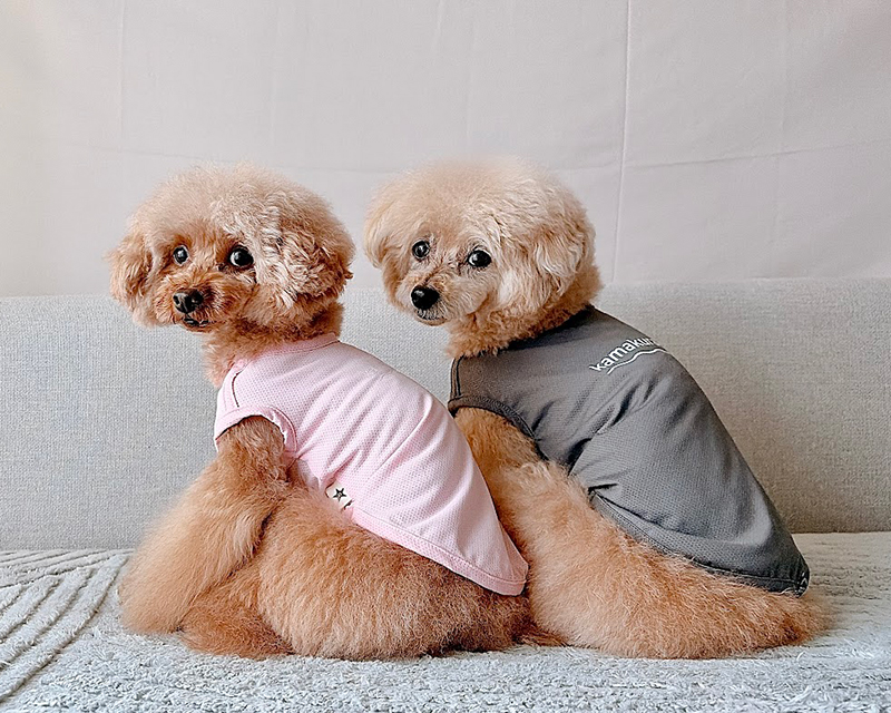kamakuradog（鎌倉DOG） UVケアウェーブメッシュタンク 犬の服 : 鎌倉
