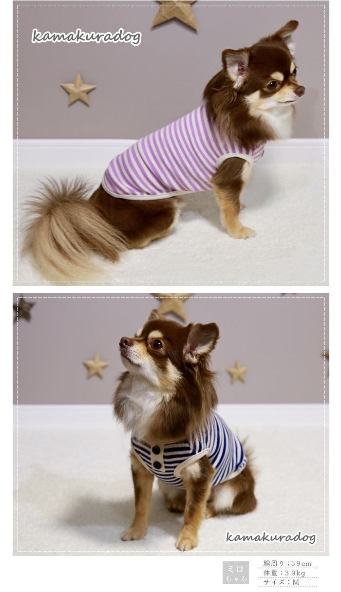 kamakuradog（鎌倉DOG） キャンディボーダータンク チワワ 服 : 鎌倉