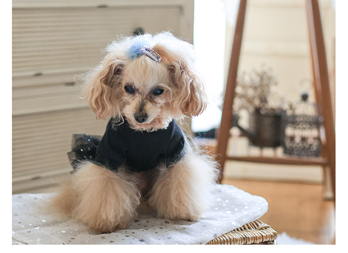 kamakuradog（鎌倉DOG） 爆買 リボンチュールワンピース 犬の服 : 鎌倉