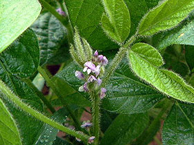 大豆の花