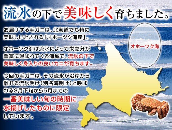 お届けする毛ガニは、北海道でも特に美味しいとされる「オホーツク海産」。オホーツク海は流氷によって栄養分が豊富に運ばれてくる海域で、流氷の下で美味しく身入りの良いカニが育ちます。今回の毛ガニは、その流氷が沿岸から離れる流氷明け（別名海明け）と呼ばれる３月下旬から５月までの一番美味しい旬の時期に水揚げしたものに限定しています。