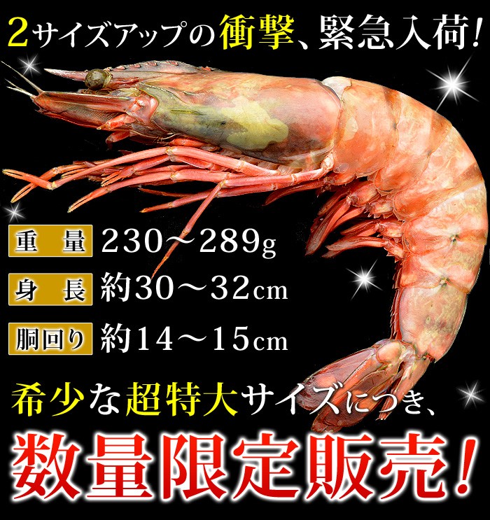 超特大！天然シータイガー皇帝の海老