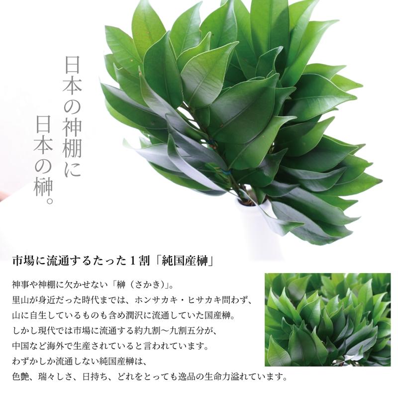 神棚の里 神棚 榊 生榊 紀州 国産 本榊 1本 和歌山県産 サカキ