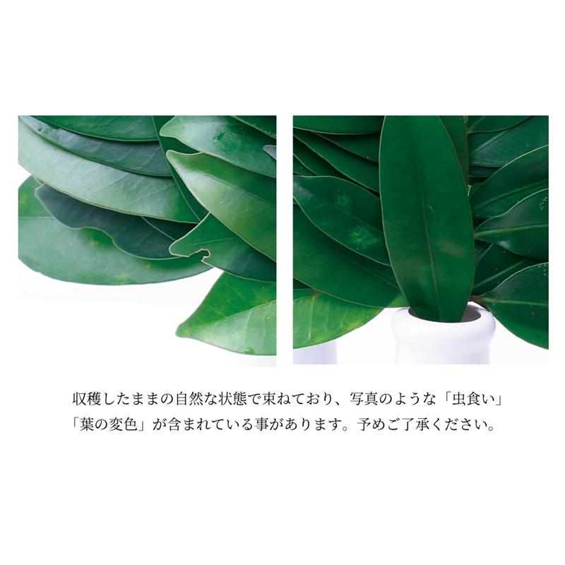 神棚の里 神棚 榊 生榊 紀州 国産 本榊 1本 和歌山県産 サカキ